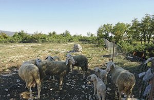  I Istriens maleriske bagland ligger dette kønne feriehus på en stor grund. Grunden deles med CIL101 og ejers vinkælder. Huset er et perfekt udgangspunkt for vandringer og cykelture. I er også meg ...