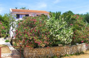  Denne enkelt indrettede taglejlighed er beliggende i roligt område ca ti minuters kørsel fra byen Novalja. Mindstehøjden er 0,80 m. I haven med grønt og blomster er der en grill, hvor man kan til ...