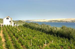  Dette lille, men charmerende hus er beliggende roligt og omgivet af smuk natur, på den ene side af nogle vinmarker. Huset er ideelt for dem, der ønsker at nyde privatlivets fred. I haven dyrkes der ...