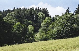  Rummeligt hus på en naturgrund ved skoven i naturreservatet Kysuce. Fritidsaktiviteter: Bjergvandring, ridning og meget mere. Skicenteret Oscadnica-Velka Raca 28 km. ...