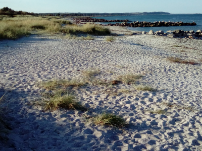 Sæby strand tæt ved havnen - 1189