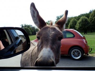 Knuthenborg Safaripark - 1210