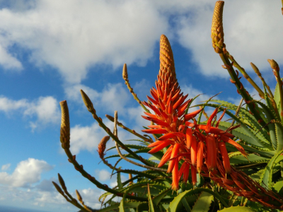 Madeira er kendt som blomsterøen - 1701