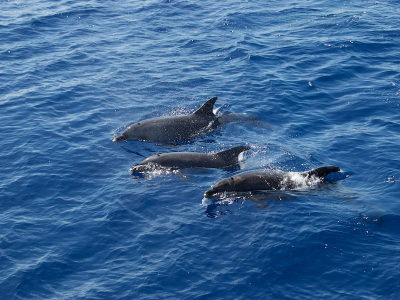 Delfiner ved Funchal, Madeira - 1727