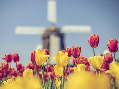 Vindmøller og tulipaner, det er Holland - 381