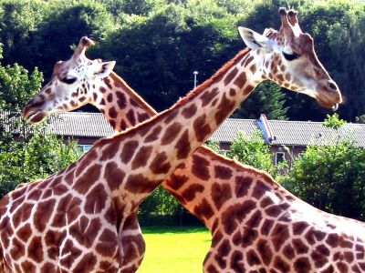 Giraffer i Aalborg Zoo