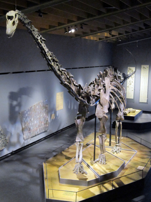 Misty, en Diplodocus dinosaur