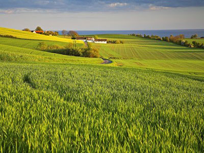 Aftenlys over marken - Møn - 90